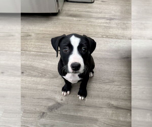 Medium Photo #2 Mutt Puppy For Sale in Springdale, PA, USA