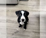 Small #1 Mutt