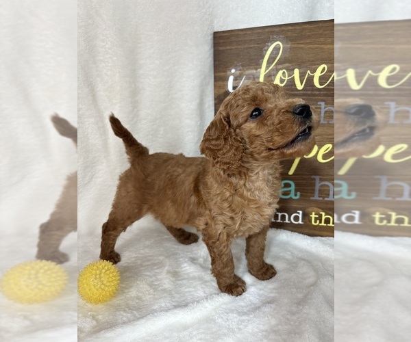 Medium Photo #4 Goldendoodle (Miniature) Puppy For Sale in GREENFIELD, IN, USA