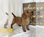 Small #3 Goldendoodle (Miniature)
