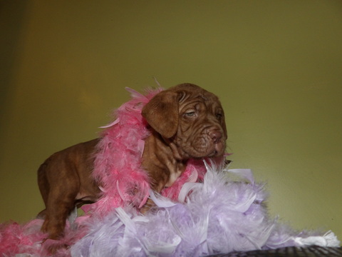 Medium Photo #1 Neapolitan Mastiff Puppy For Sale in LAKELAND, FL, USA
