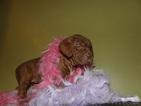Small Photo #1 Neapolitan Mastiff Puppy For Sale in LAKELAND, FL, USA