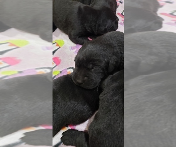 Medium Photo #2 Labrador Retriever Puppy For Sale in OLYMPIA, WA, USA