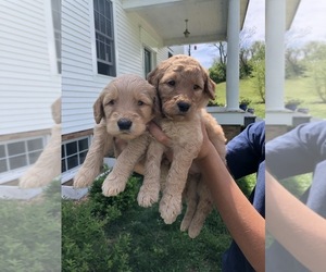 Double Doodle Puppy for sale in HUNTLY, VA, USA