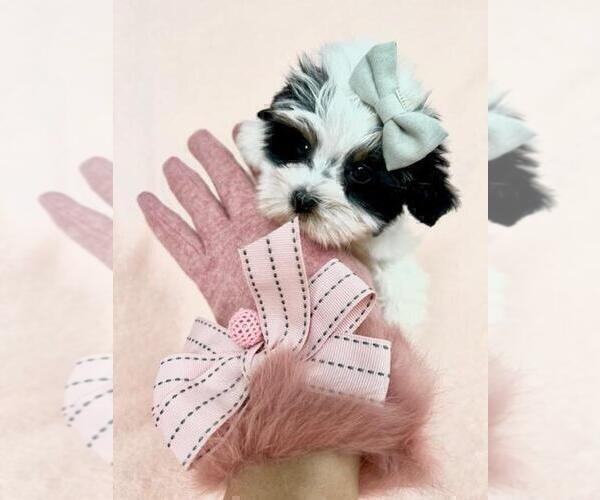 Medium Photo #19 Maltese Puppy For Sale in DACULA, GA, USA