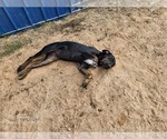 Small #9 Catahoula Leopard Dog