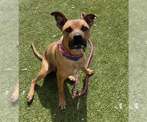 American Pit Bull Terrier-Doberman Pinscher Mix Dogs for adoption in Derwood, MD, USA
