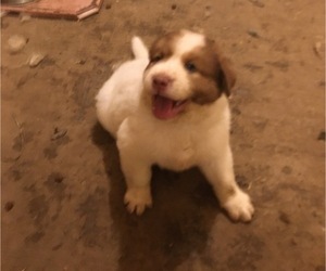 Karakachan Puppy for sale in PIKEVILLE, TN, USA