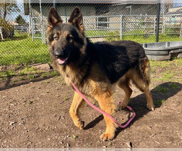 Medium Photo #2 Mutt Puppy For Sale in Santa Cruz, CA, USA