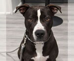 Small #16 American Staffordshire Terrier Mix