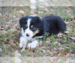Small Photo #7 Miniature American Shepherd Puppy For Sale in PUNTA GORDA, FL, USA