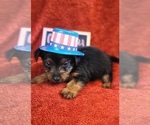 Small #5 Yorkshire Terrier