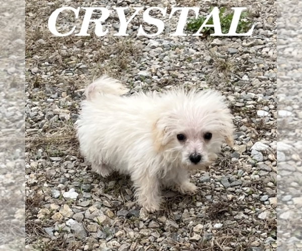 Medium Photo #3 Schnoodle (Miniature) Puppy For Sale in HARTLAND, MN, USA