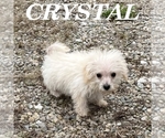 Crystal - Female Schnoodle (Miniature) Puppy for Sale - Photo #3