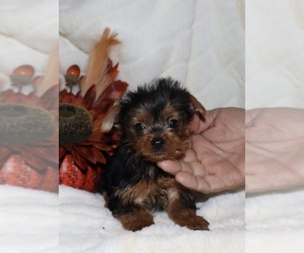 Medium Photo #1 Yorkshire Terrier Puppy For Sale in LOVELY, KY, USA