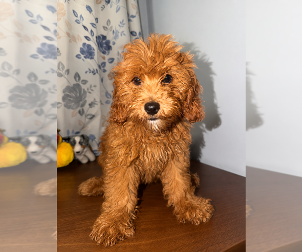 Medium Photo #51 Goldendoodle mix (+ Poodle Miniature) Puppy For Sale in DURHAM, CT, USA