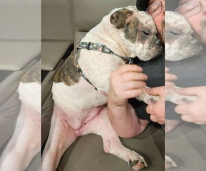 Dotty - Female Bulldog-Unknown Mix Dog for Adoption - Photo #3