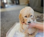 Puppy Purple Goldendoodle