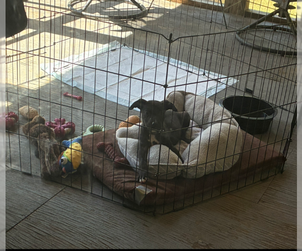 Medium Photo #12 Mutt Puppy For Sale in Holly Springs, NC, USA