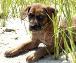 Puppy Green Boxer-Poodle (Standard) Mix