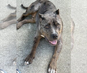 American Bandogge mastiff Dogs for adoption in Berkeley, CA, USA
