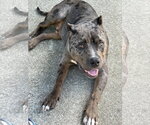 Small American Bandogge mastiff
