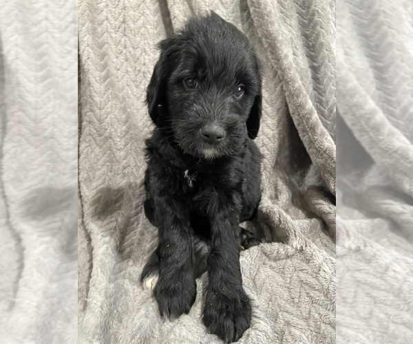 Medium Photo #1 Goldendoodle Puppy For Sale in CENTURIA, WI, USA