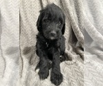 Puppy Sage Goldendoodle
