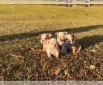 Small Photo #2 English Bulldog Puppy For Sale in HAYWARD, CA, USA