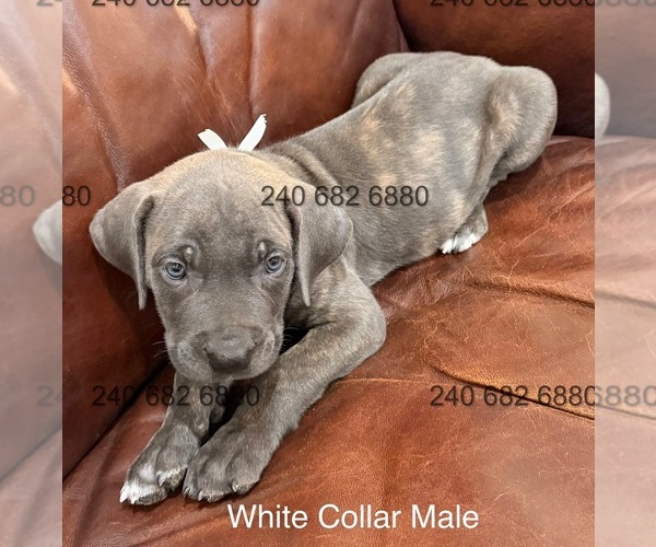 Medium Photo #1 Cane Corso Puppy For Sale in LA PLATA, MD, USA