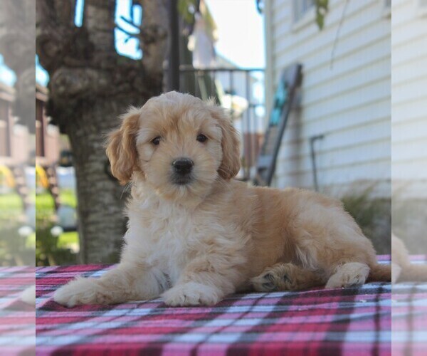 Medium Photo #2 Goldendoodle-Poodle (Miniature) Mix Puppy For Sale in GAP, PA, USA