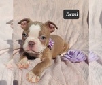 Small Photo #10 Boston Terrier Puppy For Sale in POMEROY, OH, USA