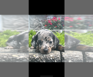 Dachshund Litter for sale in NILES, MI, USA