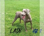 Small Photo #1 Weimaraner Puppy For Sale in LEWISBURG, KY, USA