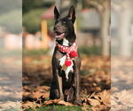 Small #5 American Pit Bull Terrier-American Staffordshire Terrier Mix