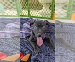 American Pit Bull Terrier-Unknown Mix Dogs for adoption in Catasauqua, PA, USA