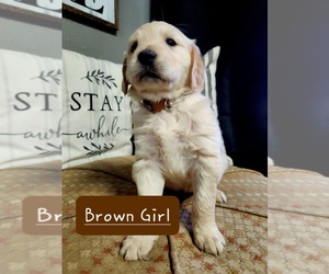 Golden Retriever Puppy for sale in BUNCH, OK, USA