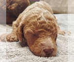 Small Photo #1 Poodle (Standard) Puppy For Sale in CORNING, CA, USA