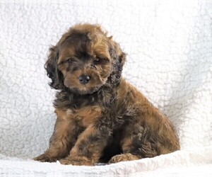Cockapoo-Poodle (Miniature) Mix Puppy for sale in FREDERICKSBG, OH, USA