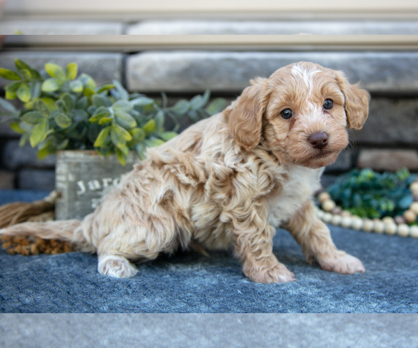Medium Photo #3 Poovanese Puppy For Sale in SUGARCREEK, OH, USA