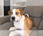 Small Photo #9 American Pit Bull Terrier-Unknown Mix Puppy For Sale in Evansville, IN, USA