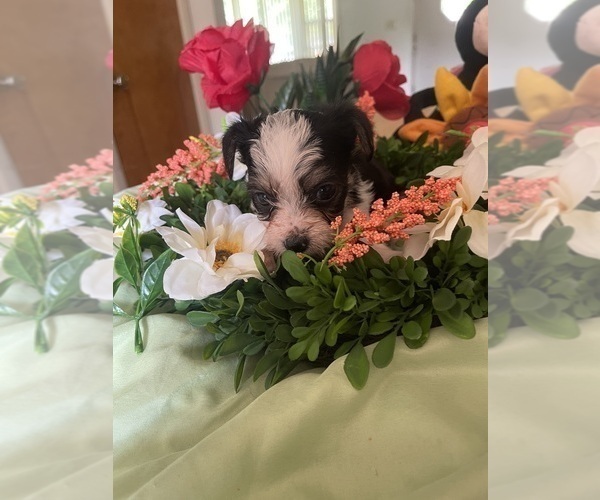 Medium Photo #5 Yorkshire Terrier Puppy For Sale in ROCKFORD, IL, USA