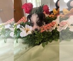 Small #4 Yorkshire Terrier