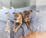 Small #20 American Staffordshire Terrier-Boxer Mix