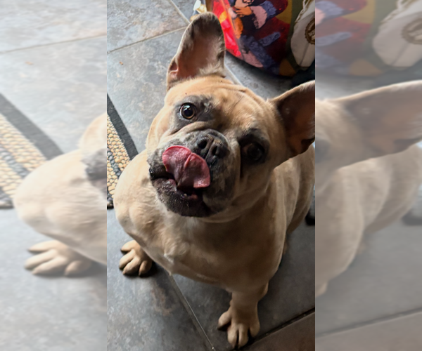 Medium Photo #1 French Bulldog Puppy For Sale in NEWARK, NJ, USA