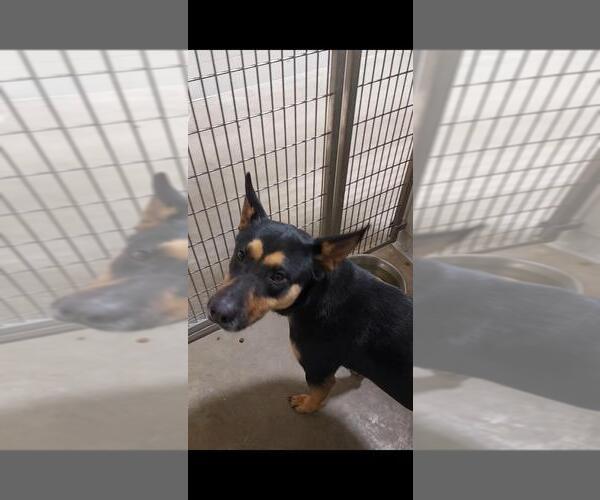Medium Photo #3 Mutt Puppy For Sale in Pierceton , IN, USA