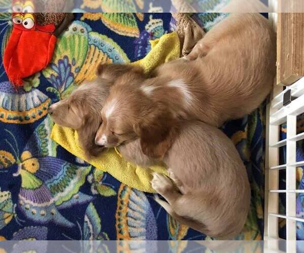 Medium Photo #15 Dachshund Puppy For Sale in LAKEBAY, WA, USA