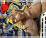 Small Photo #15 Dachshund Puppy For Sale in LAKEBAY, WA, USA