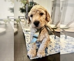 Small #1 Goldendoodle mix (+ Poodle Standard)
