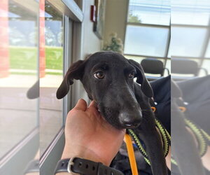 Labrador Retriever-Unknown Mix Dogs for adoption in Plano, TX, USA